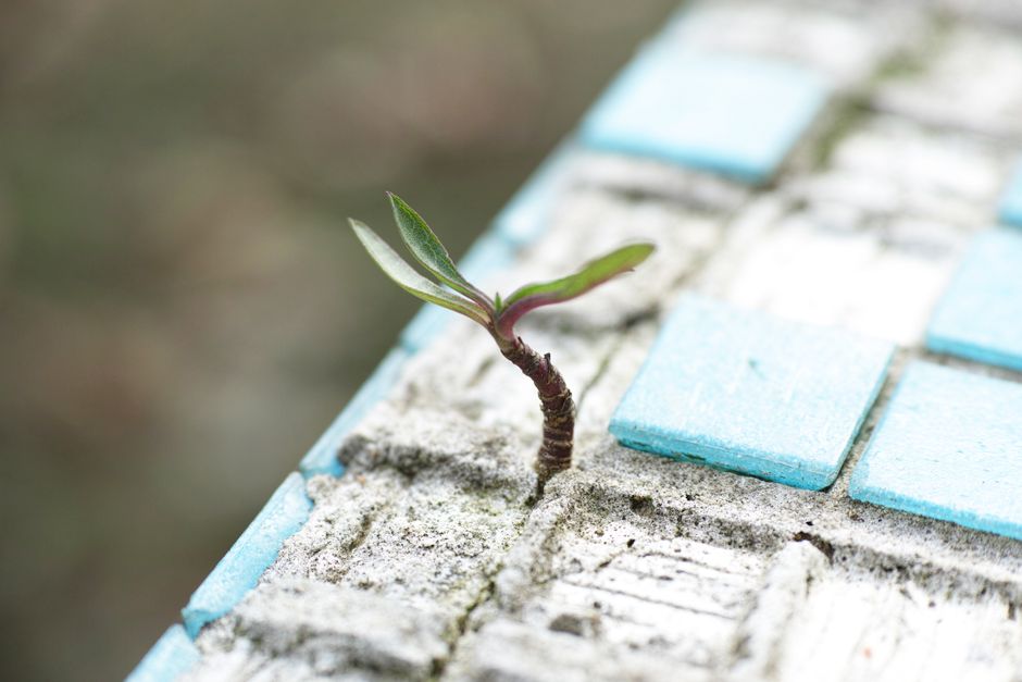 Read more about the article Unlocking Resilience: The Transformative Power of Post-Traumatic Growth